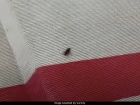 Cockroach at Met Gala 