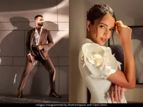 Shahid Kapoor and Triptii Dimri 